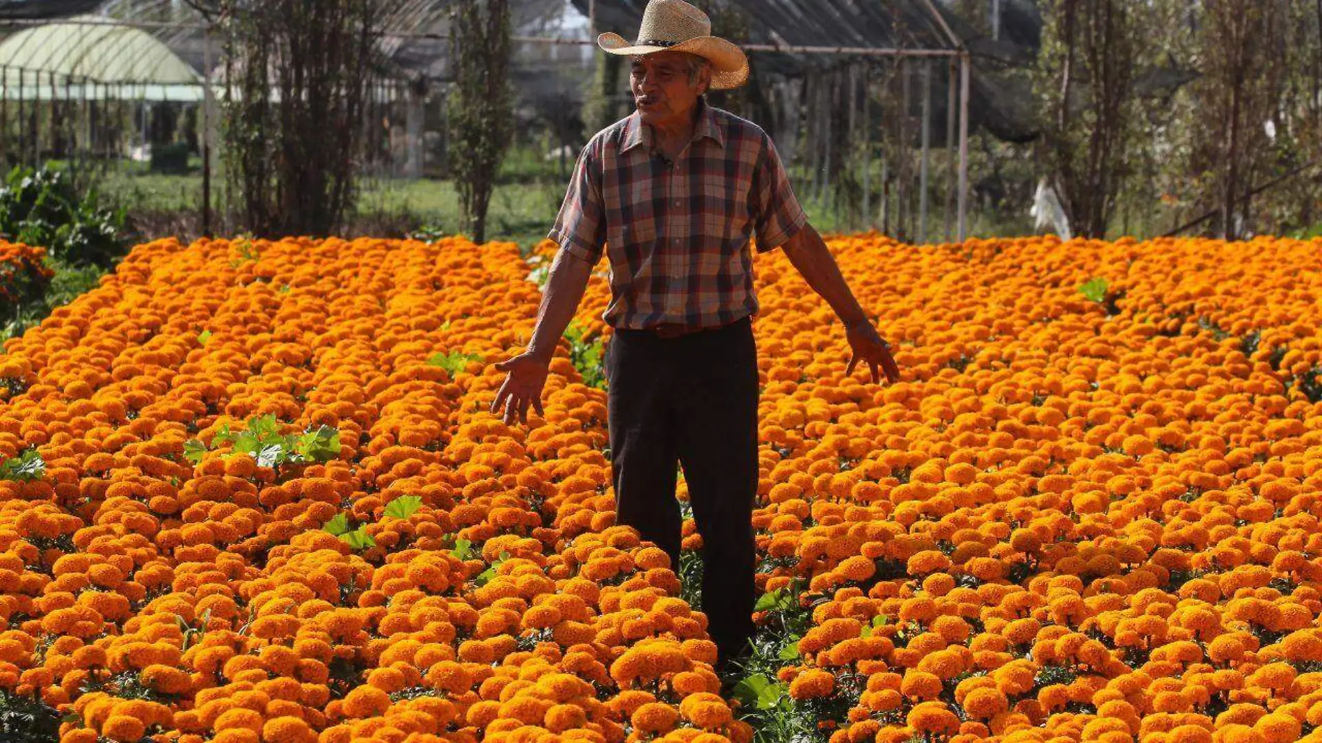 listas 2.8 millones de plantas de cempasúchil